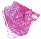 Glándula rectal