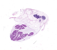 Glándula salival y ganglio, H&E